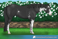Horse Color:Black Sabino 