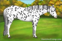 Horse Color:White Spotted Black Sabino Appaloosa