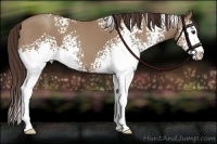 Horse Color:White Spotted Classic Champagne Sabino 
