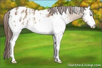 Horse Color:White Spotted Classic Champagne Appaloosa