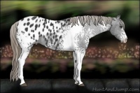 Horse Color:White Spotted Smoky Black Appaloosa 