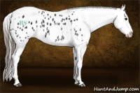 Horse Color:White Spotted Black Splash Varnish 