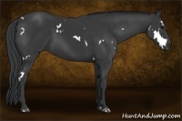 Horse Color:White Spotted Black