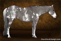 Horse Color:White Spotted Grullo