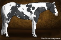 Horse Color:White Spotted Black Splash Tobiano