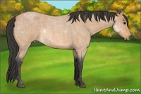 Horse Color:Buckskin Roan 
