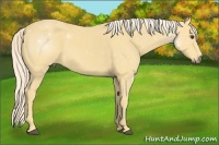 Horse Color:Palomino 