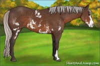 Horse Color:White Spotted Silver Brown Sabino Frame Rabicano