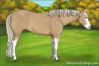 Horse Color:Palomino Splash 