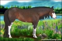 Horse Color:Liver Chestnut Sabino 