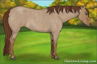 Horse Color:Red Dun Roan 