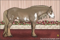 Horse Color:Liver Chestnut Splash Frame