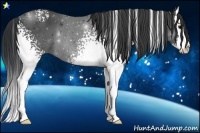 Horse Color:White Spotted Black Splash Rabicano