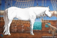 Horse Color:Brown Appaloosa