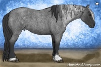 Horse Color:Blue Roan Sabino