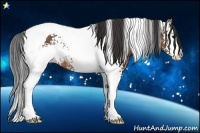 Horse Color:White Spotted Bay Splash Tobiano Rabicano