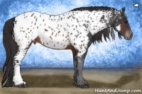Horse Color:White Spotted Brown Appaloosa 