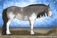 Horse Color:White Spotted Buckskin Roan 