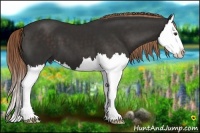 Horse Color:Liver Chestnut Splash 