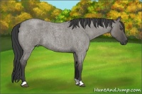 Horse Color:Smoky Grullo Roan 