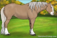 Horse Color:Silver Buckskin Roan Sabino Splash 
