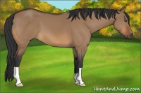Horse Color:Bay Dun