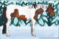 Horse Color:Bay Tobiano 