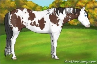 Horse Color:White Spotted Bay Sabino Splash