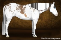 Horse Color:White Spotted Buckskin Splash 