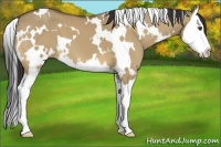 Horse Color:White Spotted Buckskin Dun Splash 