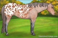 Horse Color:Bay Appaloosa 