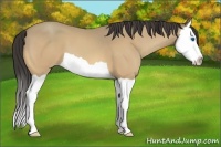 Horse Color:Amber Cream Champagne Splash 