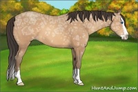 Horse Color:Amber Champagne Ice Splash 