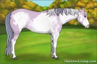 Horse Color:Watercolor White Spotted Bay Dun Frame 