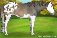 Horse Color:Buckskin Sabino Splash Appaloosa 