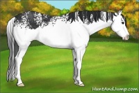 Horse Color:White Spotted Black Splash