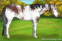 Horse Color:White Spotted Bay 