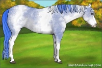 Horse Color:Watercolor White Spotted Bay Dun 