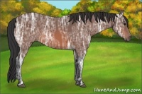 Horse Color:Bay Ice 
