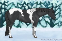 Horse Color:Black Tobiano