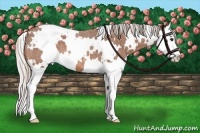 Horse Color:White Spotted Silver Bay Roan Splash 