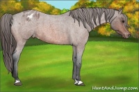 Horse Color:Bay Roan Varnish 