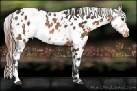 Horse Color:White Spotted Buckskin Appaloosa Rabicano