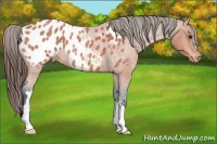Horse Color:Bay Roan Appaloosa 