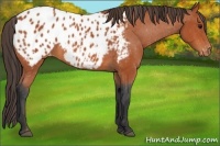 Horse Color:Bay Appaloosa 