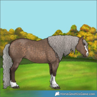 Horse Color:Silver Brown Dun