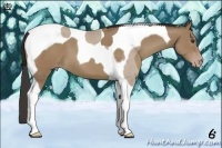 Horse Color:Classic Champagne Tobiano 