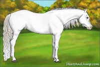 Horse Color:Chocolate Palomino Roan Appaloosa