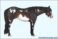Horse Color:Brown Sabino Frame Appaloosa 