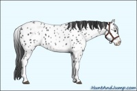 Horse Color:White Spotted Black Sabino Appaloosa